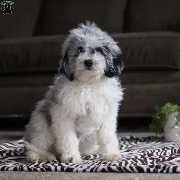 Oreo, Standard Poodle Puppy